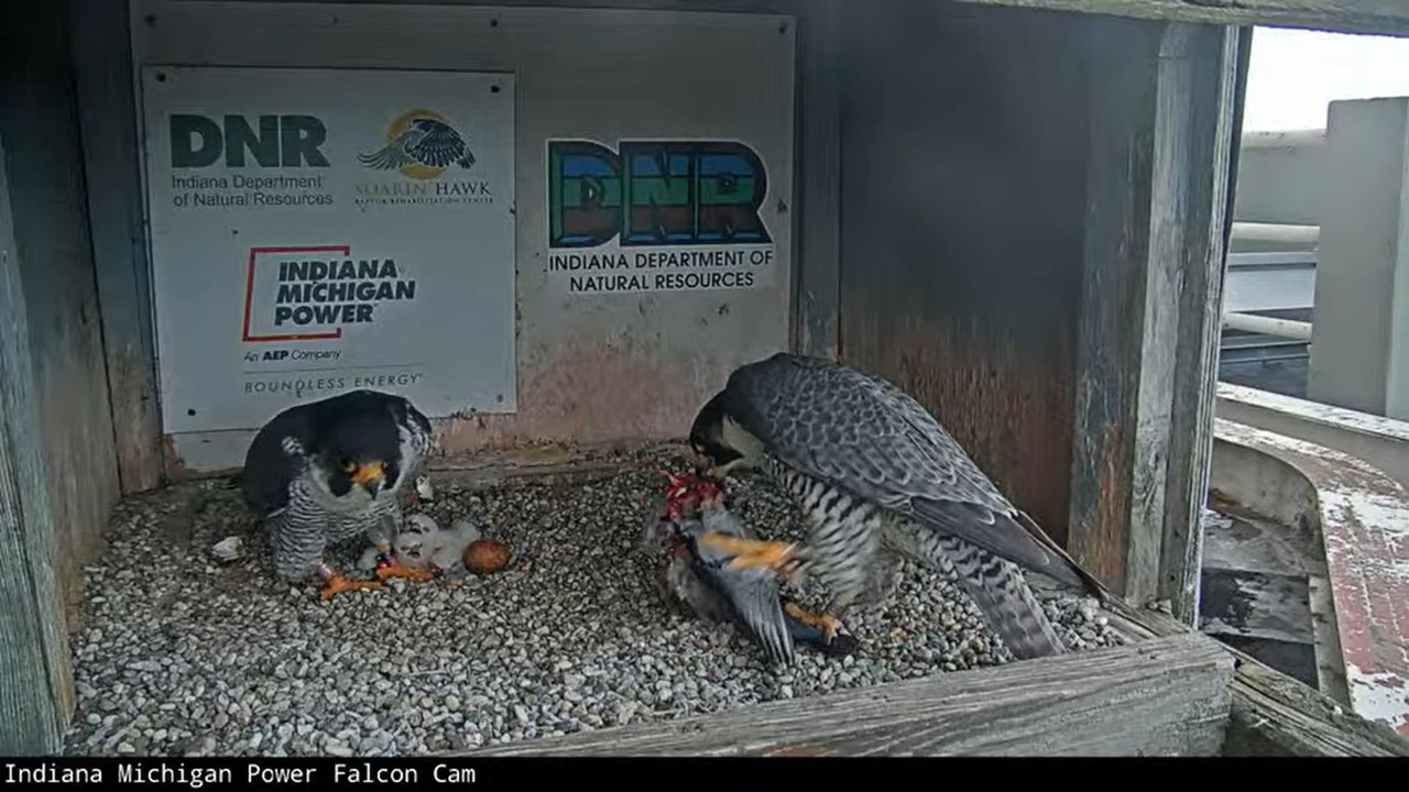 capture_22042023_130623