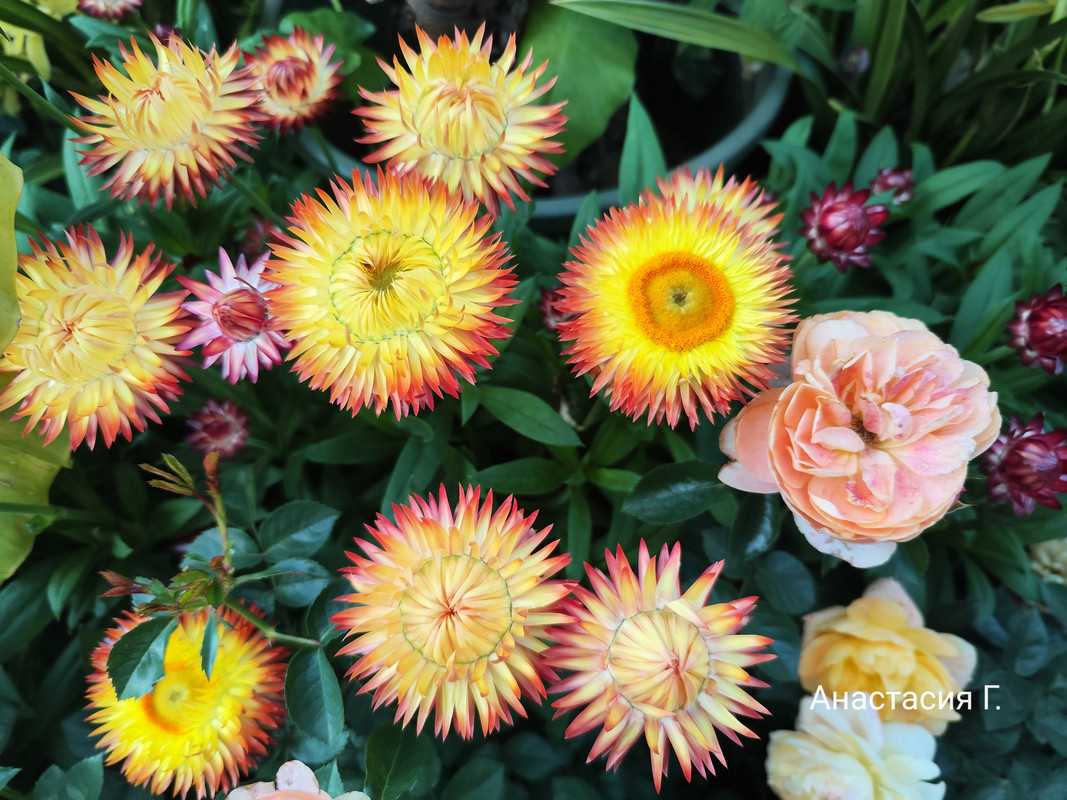 IMG_20241130_175545 (1)