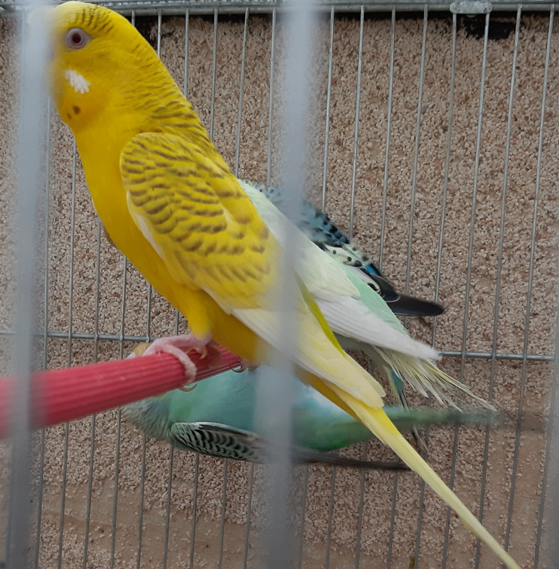 ٢?١٩?٤١?_١٤٣٣?٣