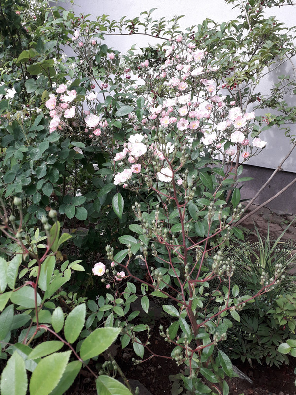 20190604_104537