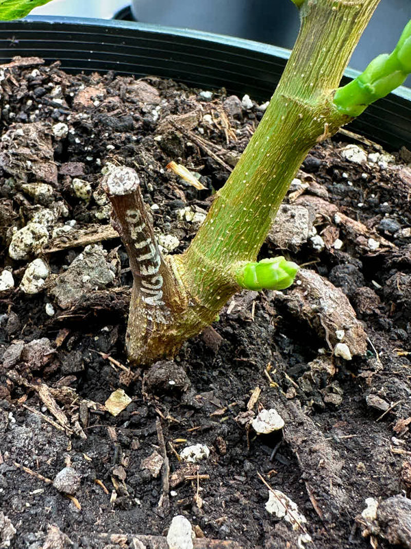 figs-889.jpg
