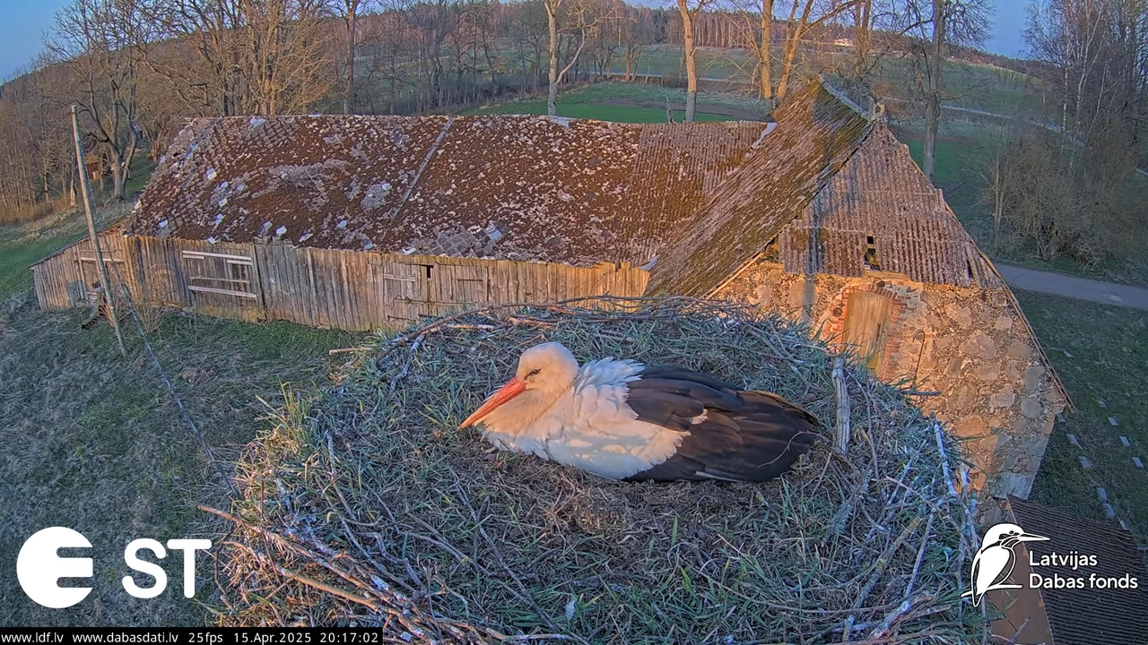 (16) Baltie stārķi (Ciconia ciconia) Tukuma novadā __ White storks in Tukums, Latvia - YouTube - 863