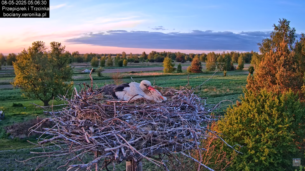 08052025bociany4