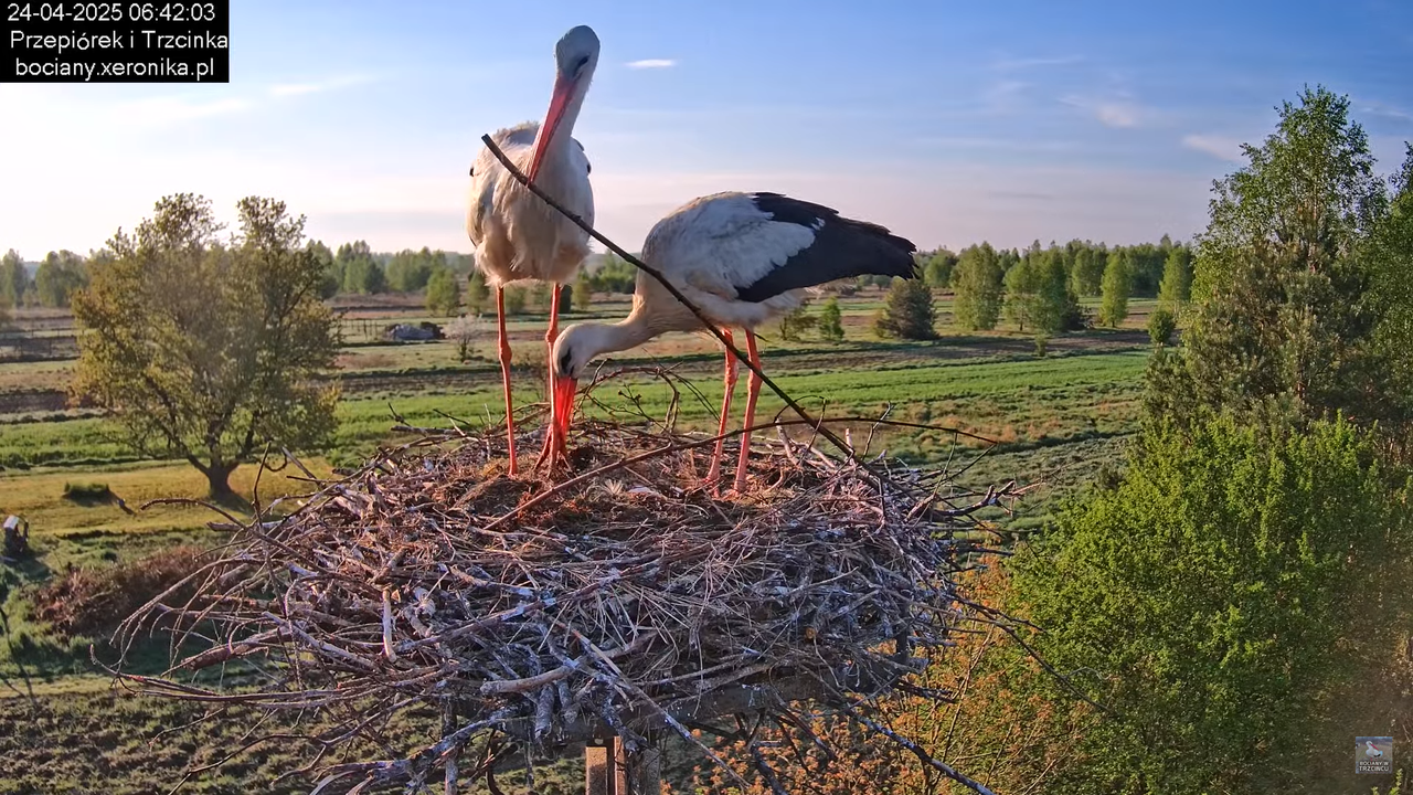 24042025bociany6
