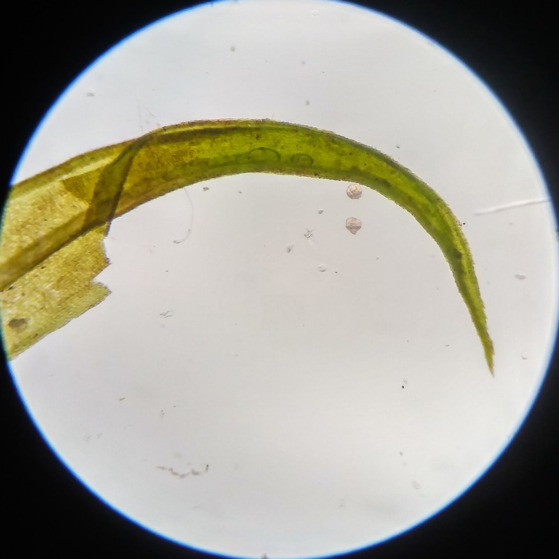 IMG 20250617 123739 HDR