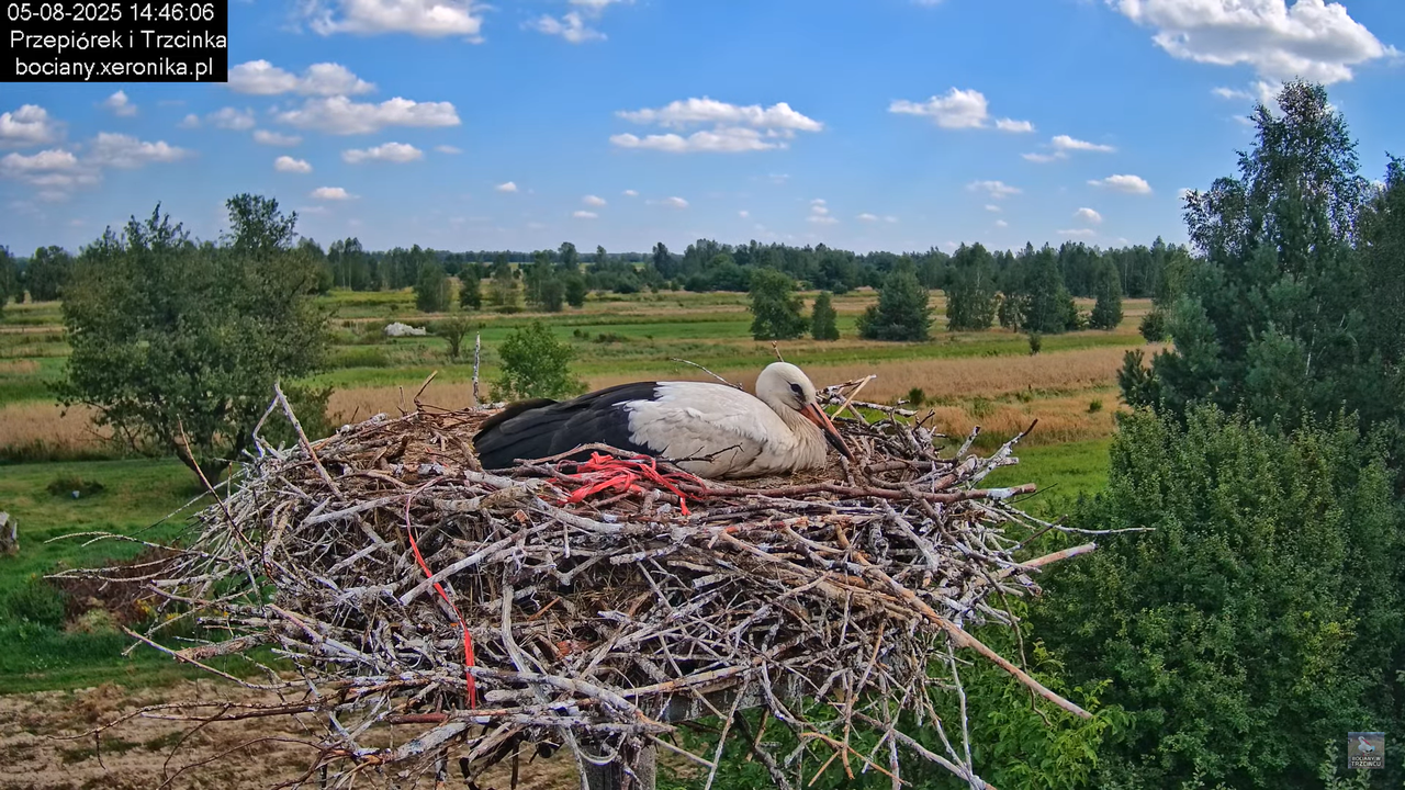 05082025bociany19