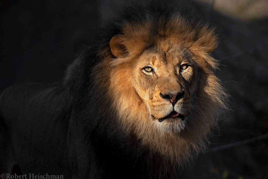 african-lion-7855-by-robbobert-dene8nh-pre.jpg