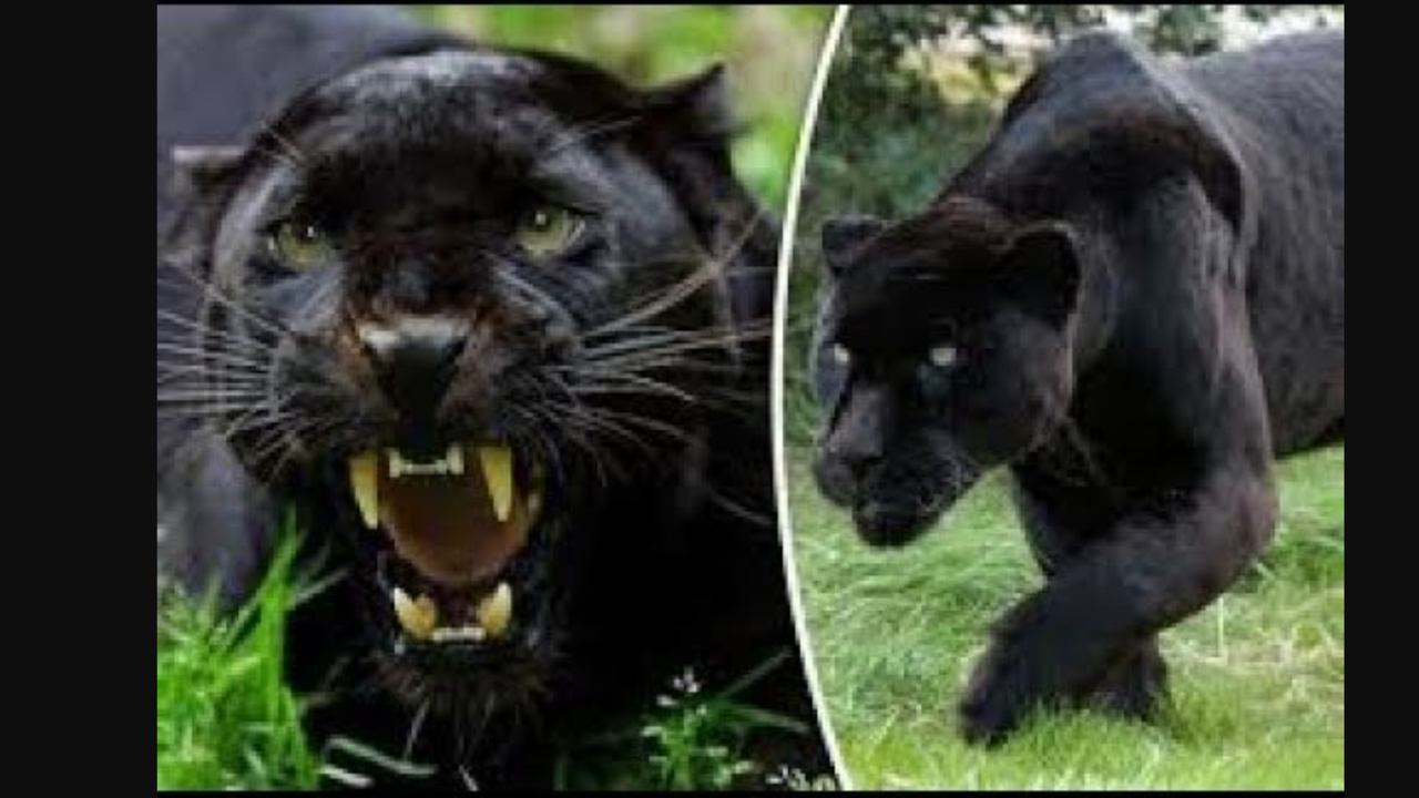 Screenshot_2020-07-18-23-03-53