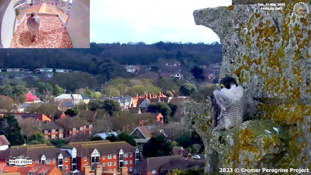 Cromer Peregrines. Przechwytywanie-w-trybie-pe-noekranowym-21-03-2023-215808