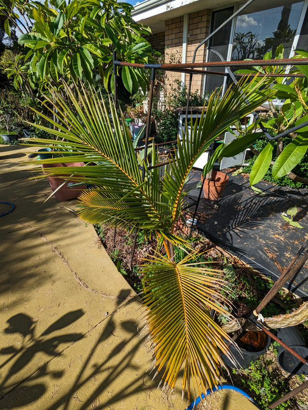 PXL_20240603_040649420