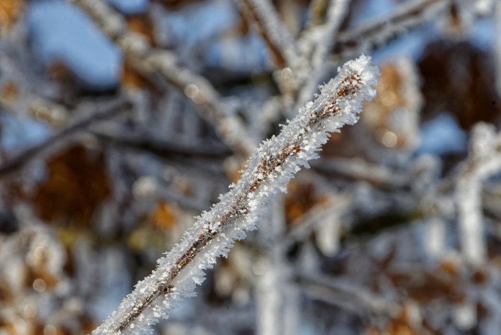 01-210131-1045-DSC9114-dx-002.jpg