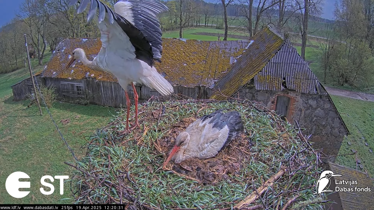 (35) Baltie stārķi (Ciconia ciconia) Tukuma novadā __ White storks in Tukums, Latvia - YouTube - 732