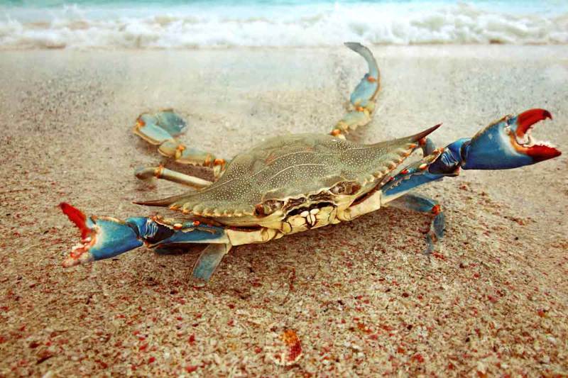 invasione granchio blu dimezza produzione cozze vongole