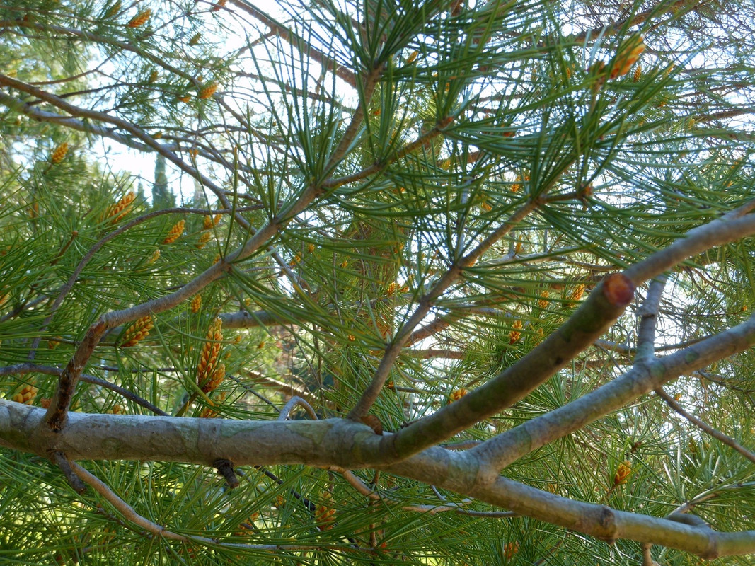 сосна бунге4