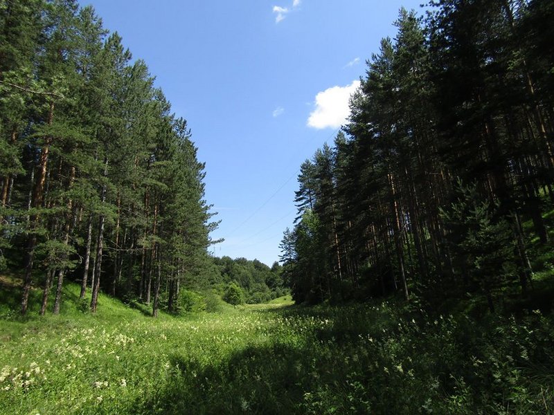 Slika