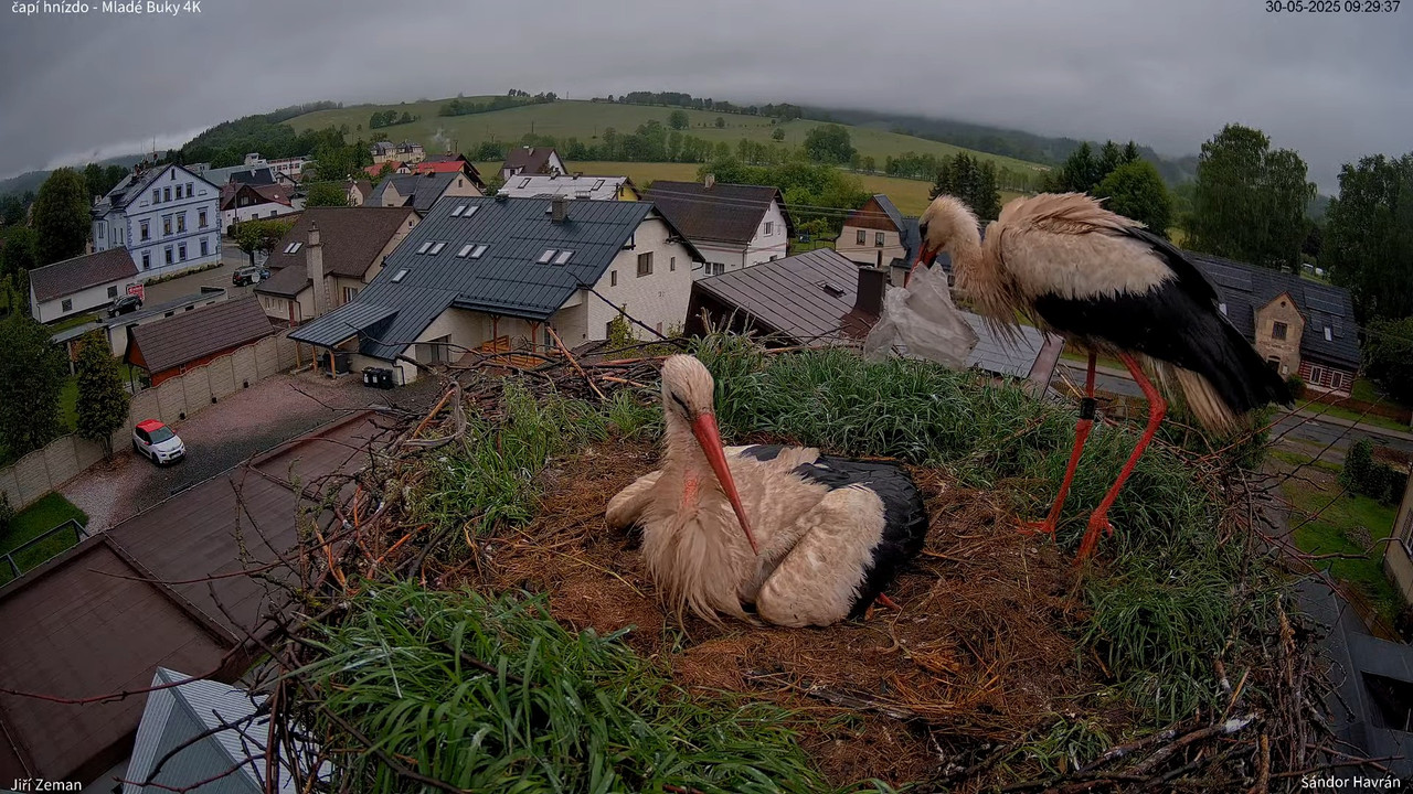 Tiešraides kamera — Mladé Buky — stārķa ligzda 4K 9-0-42 screenshot