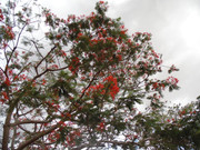 32.1.at the SEMATARY I