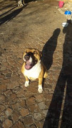 Bul-Botha