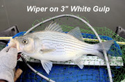 [Image: GULP-WIPER.jpg]
