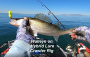 [Image: 17-WALLEYE.jpg]