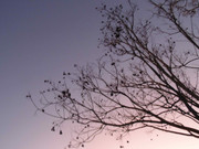 66.1.spring smiles I