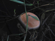 51.3.baby in the water III