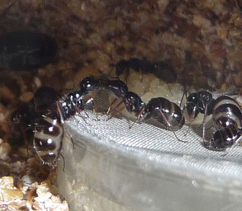 0105-Camponotus-Trophalaxis-and-egg-pile