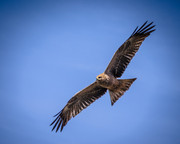 Ethiopian Kite - JPB_2315