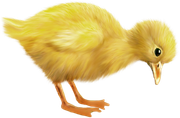 0-1c118b-504d1df7-orig