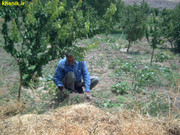 محمدعلی عبدی