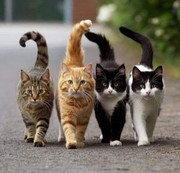 CATS-1