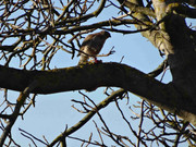 [Obrázky: DSC02827.jpg]