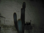 63.1.cutie patooties I