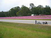 Scoots&flowers in Median(2)
