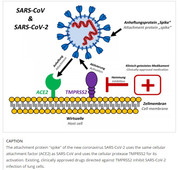 SARS-CoV2-ACE 2_TMPRSS2 protease and coronavirus infection._treatment with protease inhibitor