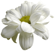 Winter-White-Elements-124
