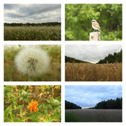 poranekznowupochmyrny