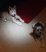 12733624_1513764752262585_1198066765053780884_n