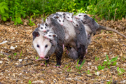 Опоссум Opossum