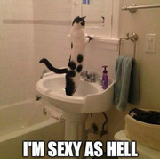 im sexy