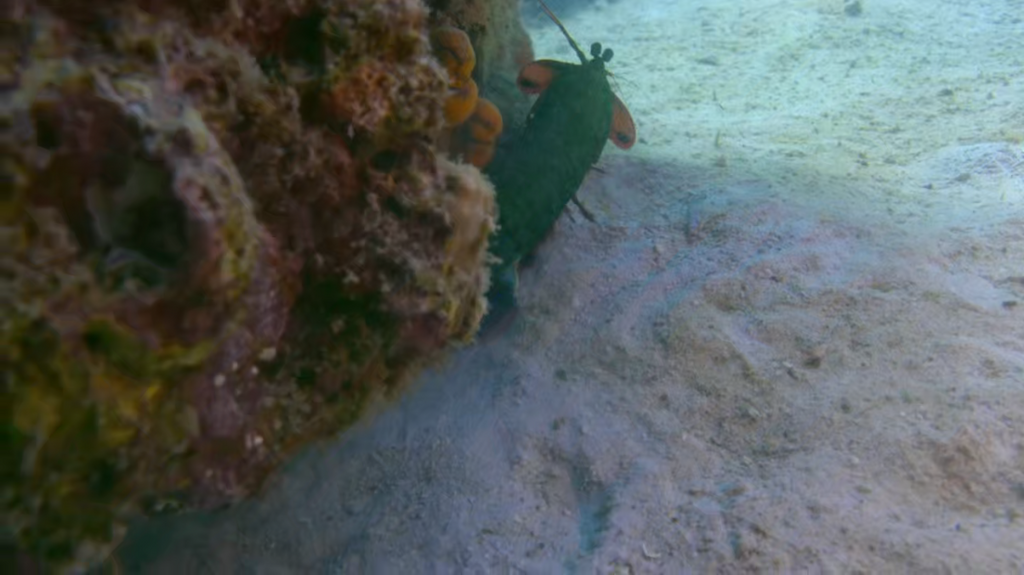 [Image: s6qn2smn6d2i.png]