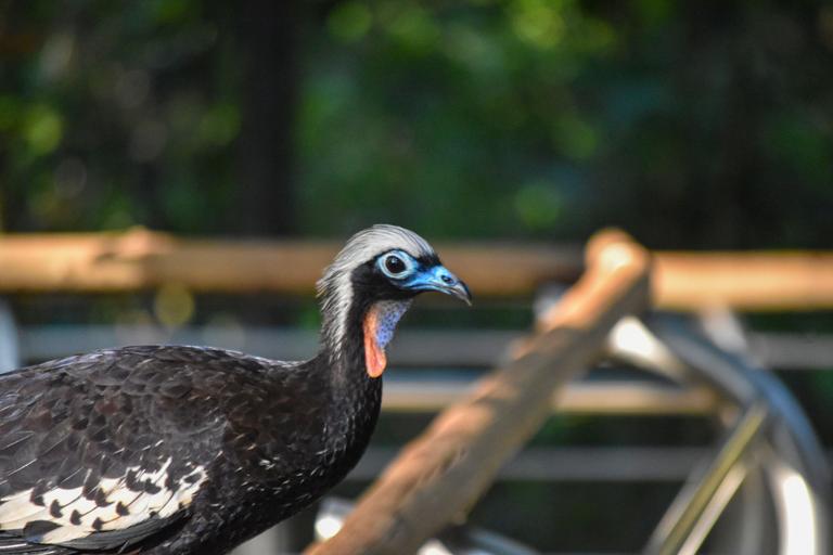 В джазе только девушки или аргентинско-бразильский калейдоскоп В джазе только девушки или аргентинско-бразильский калейдоскоп