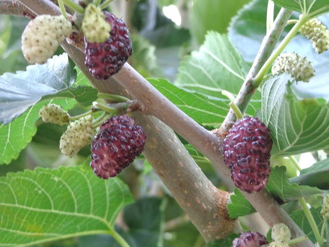 OT: What are the best tasting Mulberry Varieties out of the Morus Alba ...