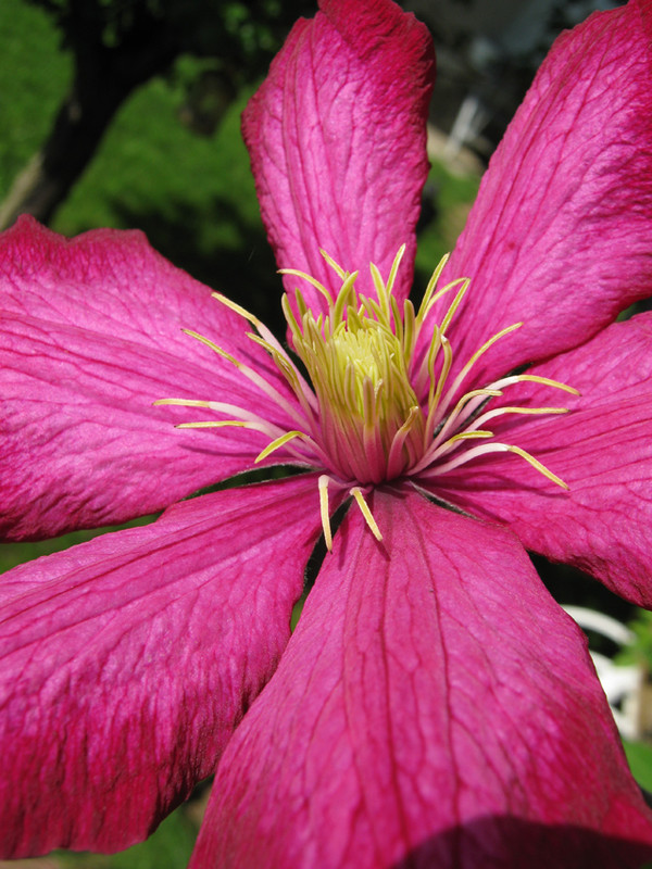 klematis3
