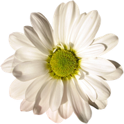 Winter-White-Elements-181