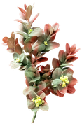 Blossom-Elements-116