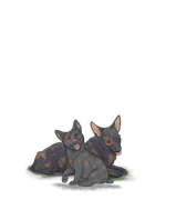 Corgiadultpupbrownblotchdark