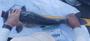 [Image: 31-catfish.jpg]