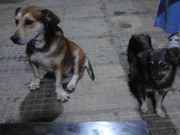 44.6.night dwellers VI