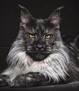 Superb-Maine-Coon.jpg